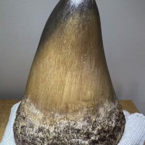 Museum-Grade Rhinoceros Horn Fragments – Collector's Raw Treasures