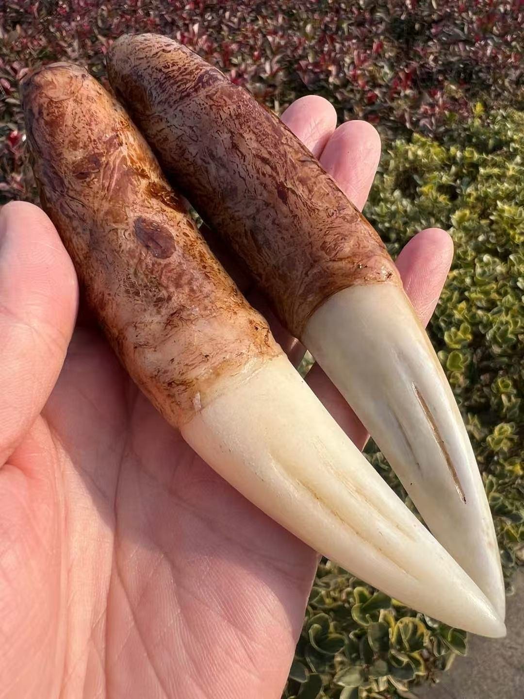 Manchurian Monarch Tusks – Paired Ivory Relics - 图片 6