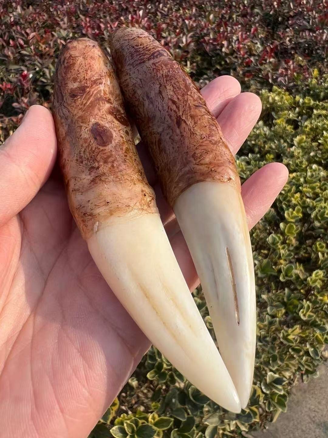 Manchurian Monarch Tusks – Paired Ivory Relics - 图片 5
