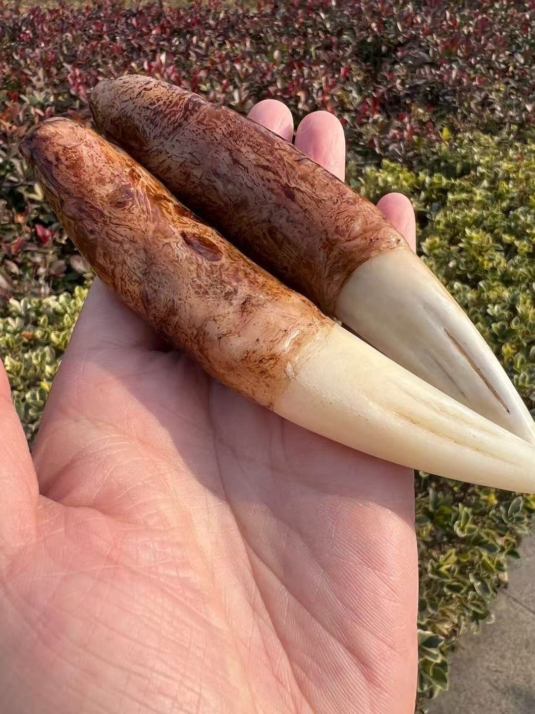 Manchurian Monarch Tusks – Paired Ivory Relics - 图片 4