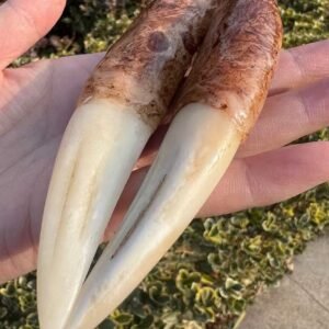 Manchurian Monarch Tusks – Paired Ivory Relics