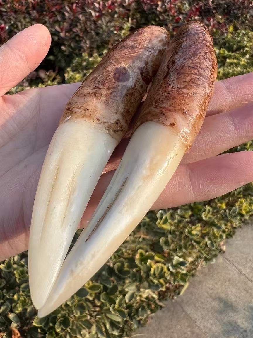 Manchurian Monarch Tusks – Paired Ivory Relics