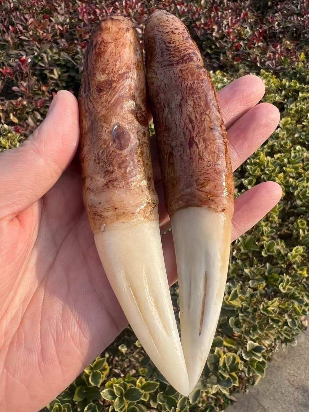 Manchurian Monarch Tusks – Paired Ivory Relics - 图片 2