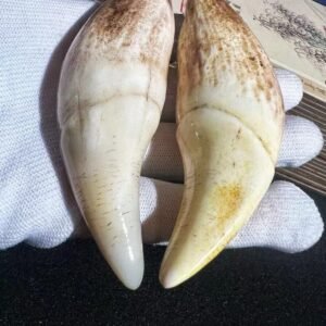 Imperial Russian Walrus Tusk – ‘Supreme Auspicious Artifact’